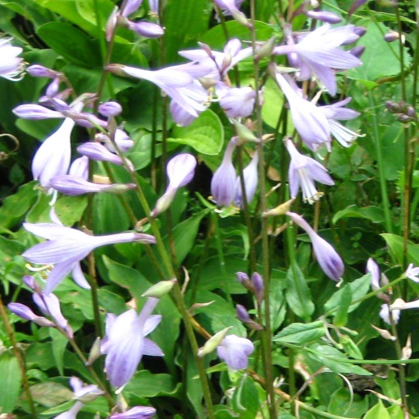 Hosta Purple Dwarf (Floración)