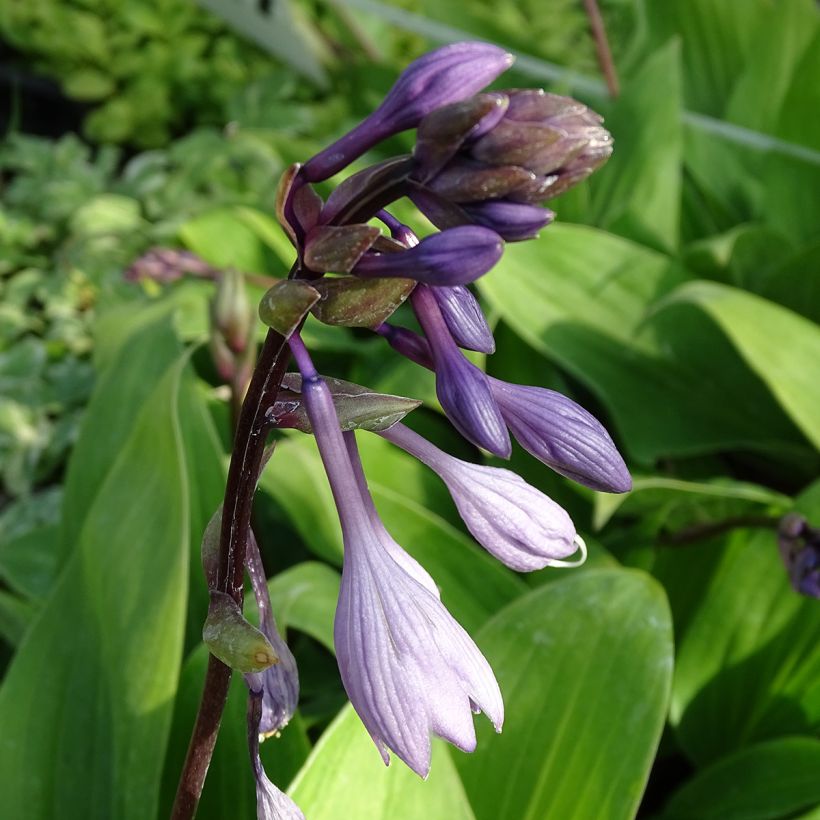 Hosta Purple Heart (Floración)