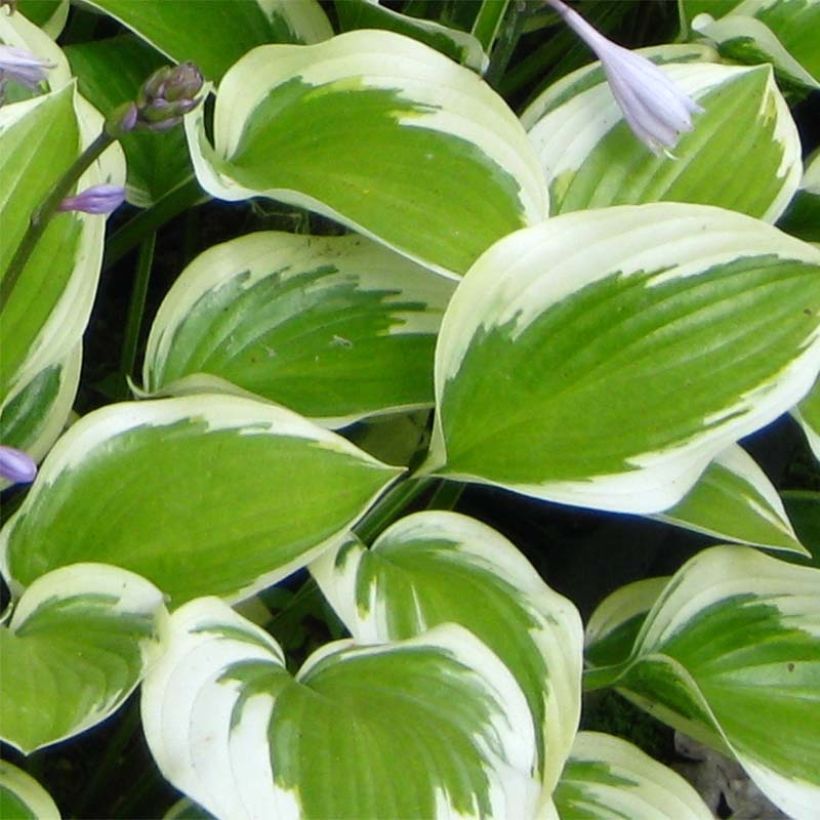 Hosta Queen Josephine (Follaje)