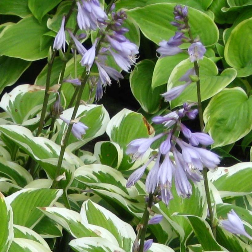 Hosta Queen Josephine (Floración)