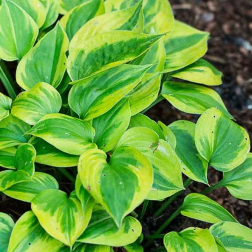 Hosta Radiant Edger (Follaje)