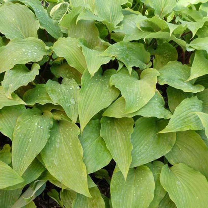 Hosta Red October (Follaje)