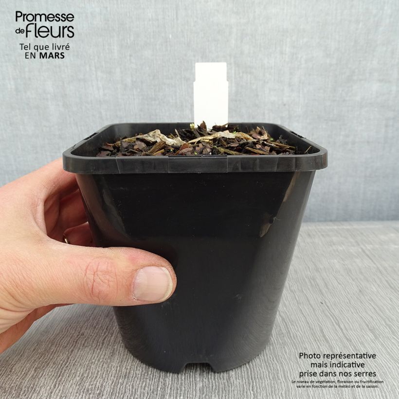 Hosta Ripple Effect Pot de 1,5L/2L Ejemplar entregado en invierno