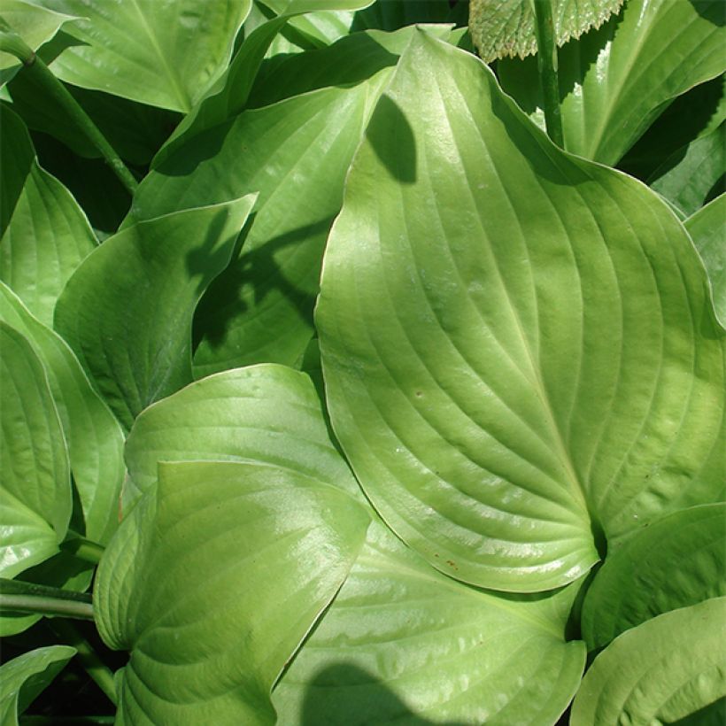 Hosta Royal Standard (Follaje)