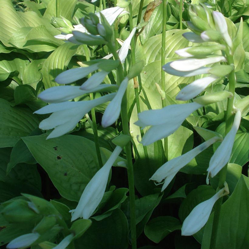 Hosta Royal Standard (Floración)