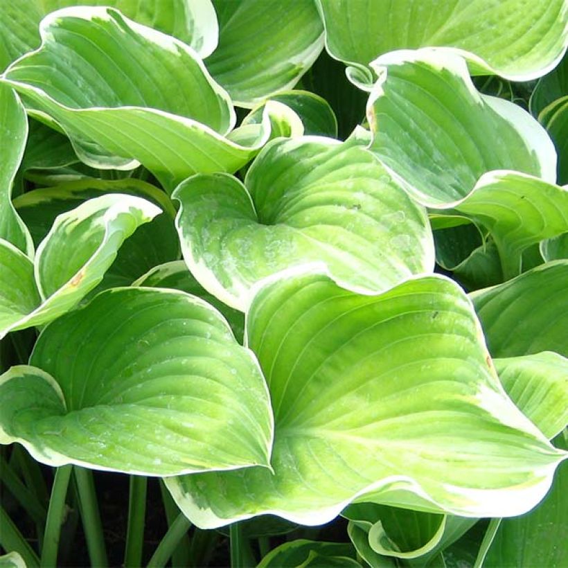 Hosta fluctuans Sagae (Follaje)