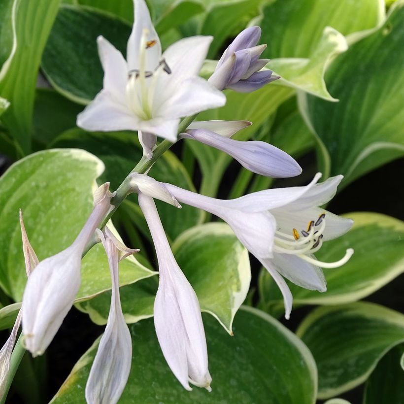 Hosta fluctuans Sagae (Floración)