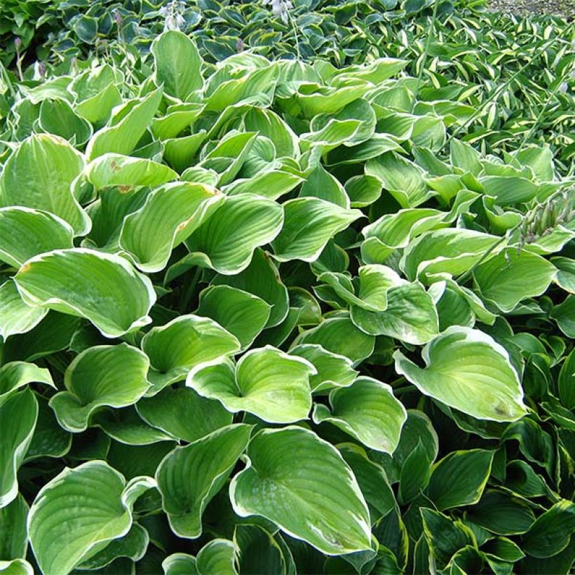 Hosta fluctuans Sagae (Porte)