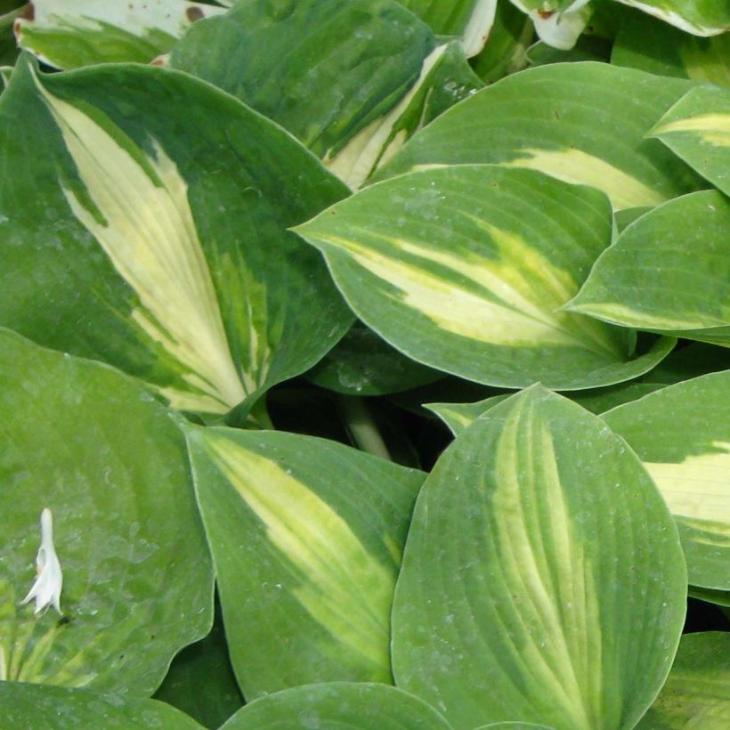 Hosta Saint Paul (Follaje)