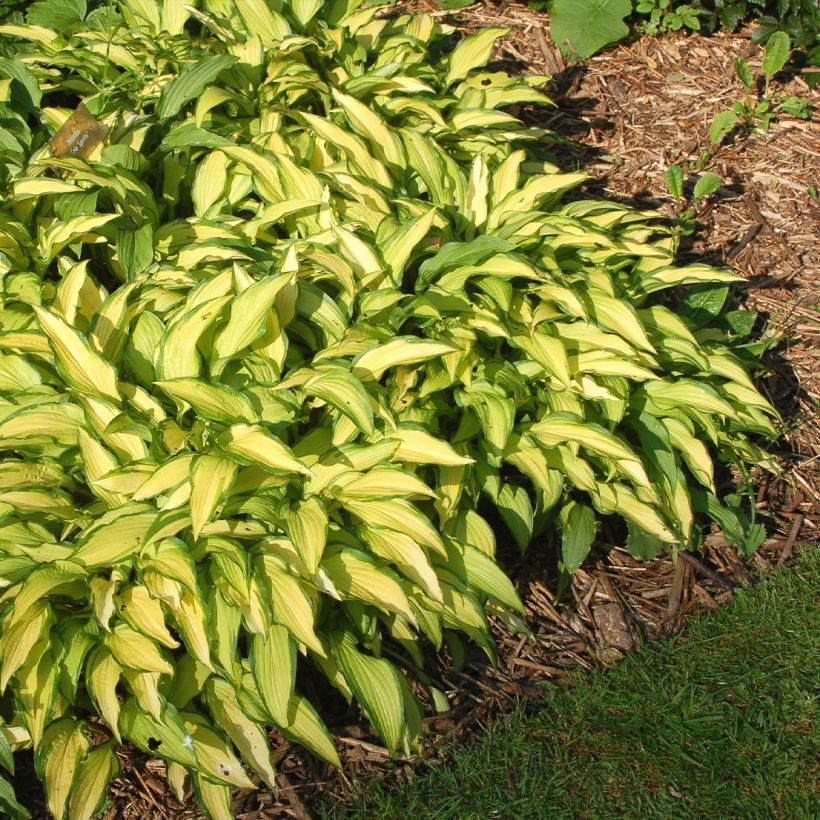 Hosta Sea Sprite (Porte)