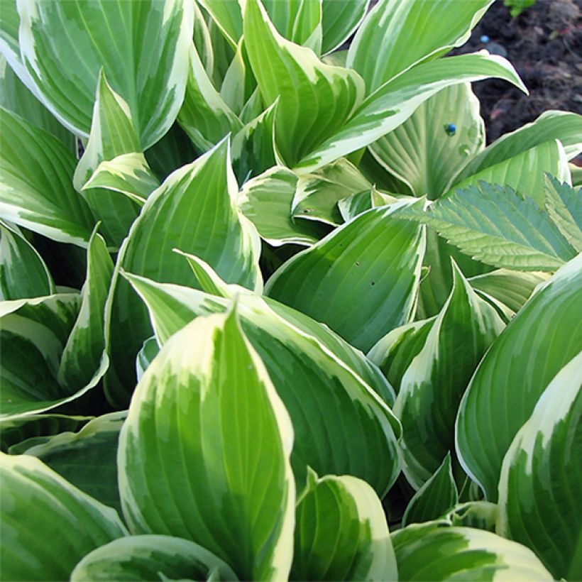 Hosta Silver Crown (Follaje)