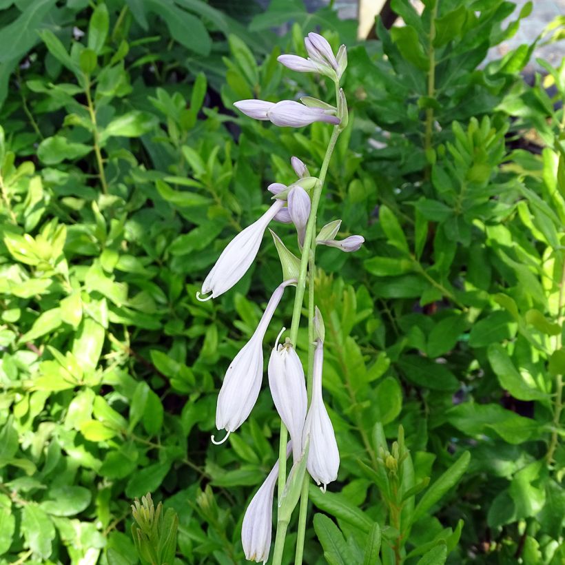 Hosta Silver Crown (Floración)