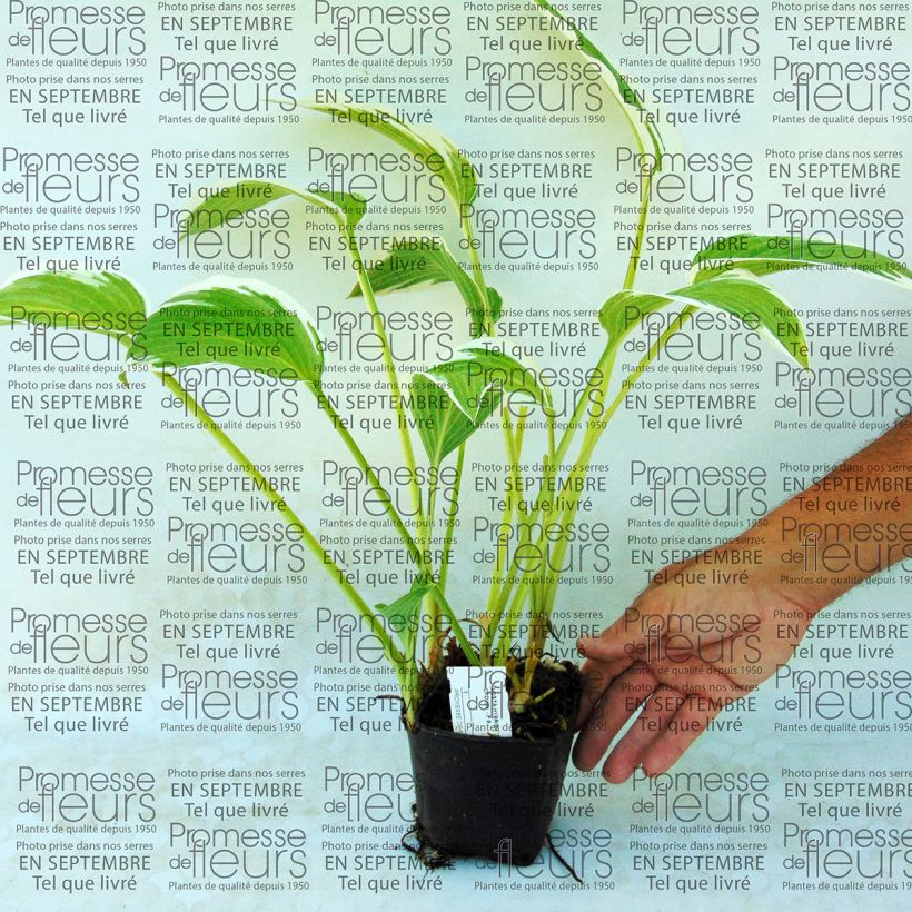 Ejemplo de ejemplar de Hosta Silver Crown Godet de 9cm tal y como se entrega