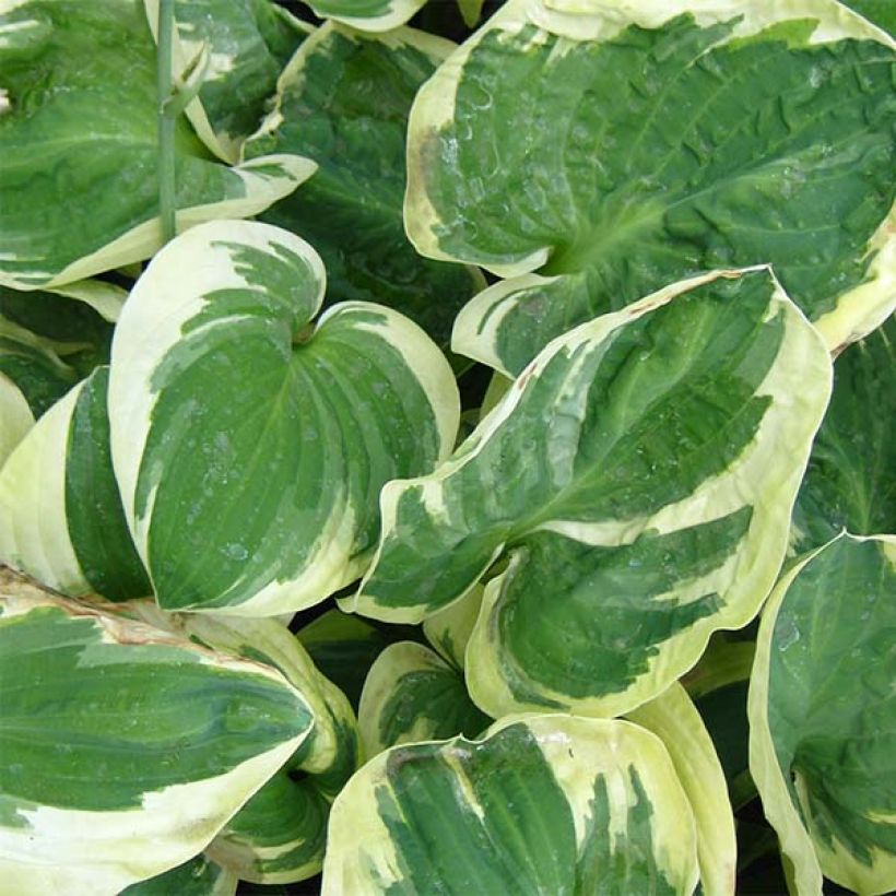 Hosta Snow Cap (Follaje)