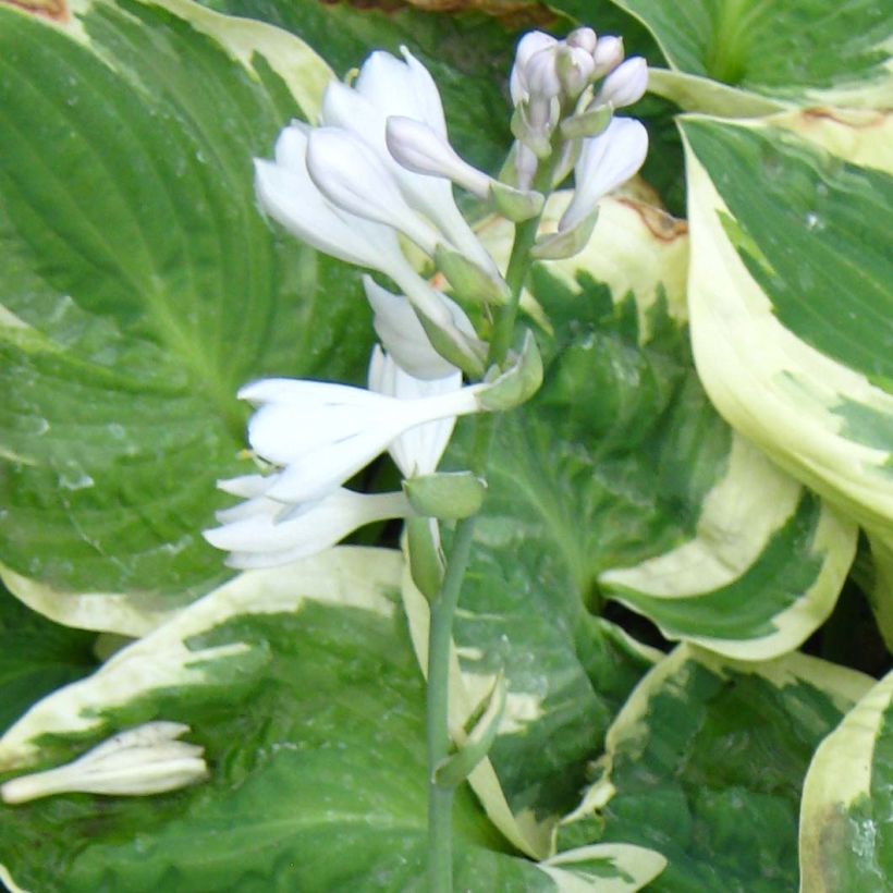 Hosta Snow Cap (Floración)