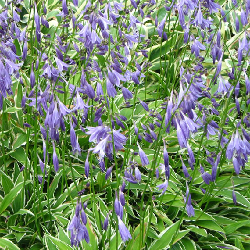 Hosta Stiletto (Floración)