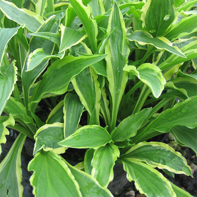 Hosta Stiletto (Porte)