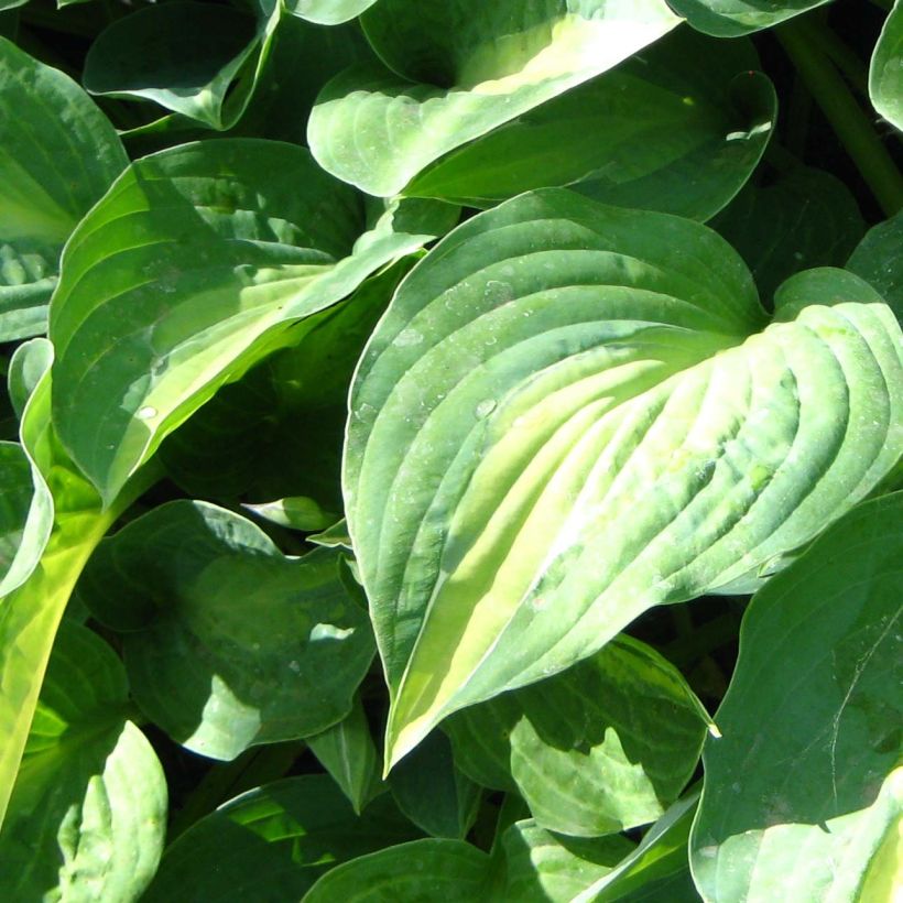 Hosta Striptease (Follaje)