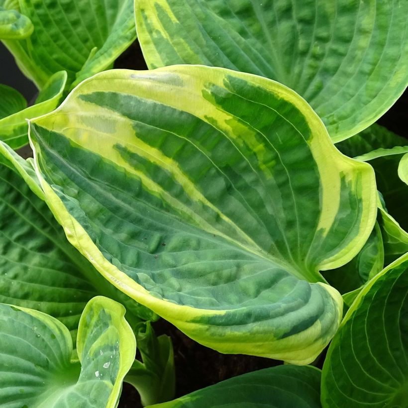 Hosta Sugar Daddy (Follaje)