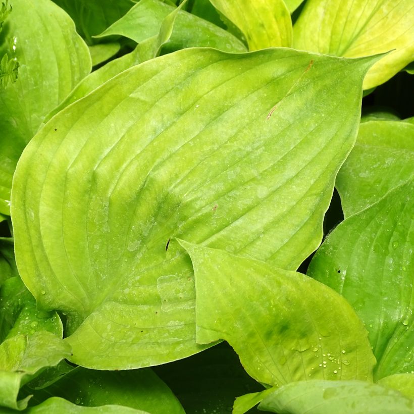 Hosta Sum and Substance (Follaje)