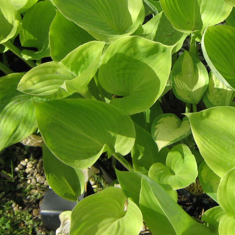 Hosta Sum of All (Follaje)