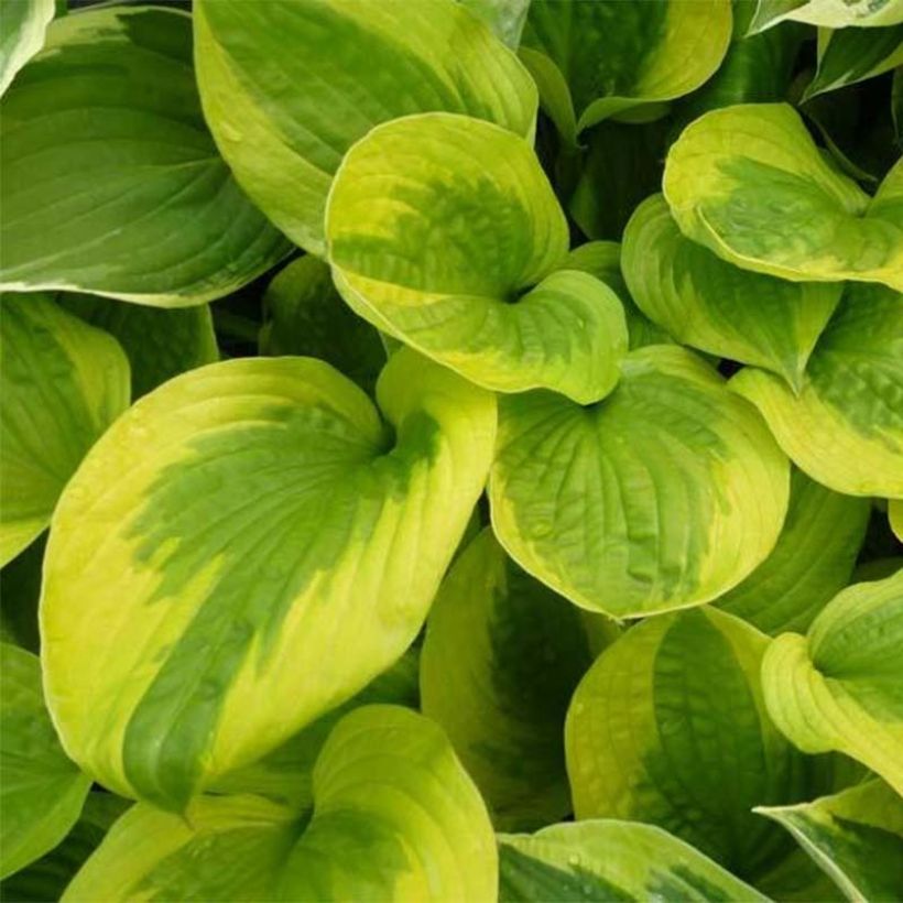 Hosta Summer Breeze (Follaje)