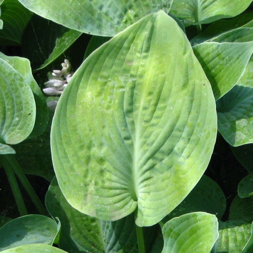 Hosta True Blue (Follaje)