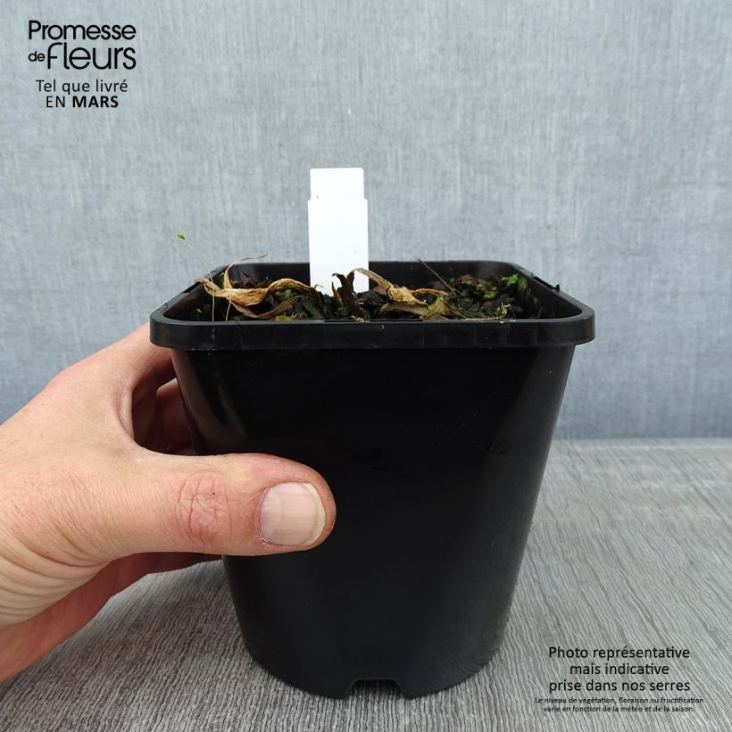 Hosta Victor Pot de 1,5L/2L Ejemplar entregado en invierno