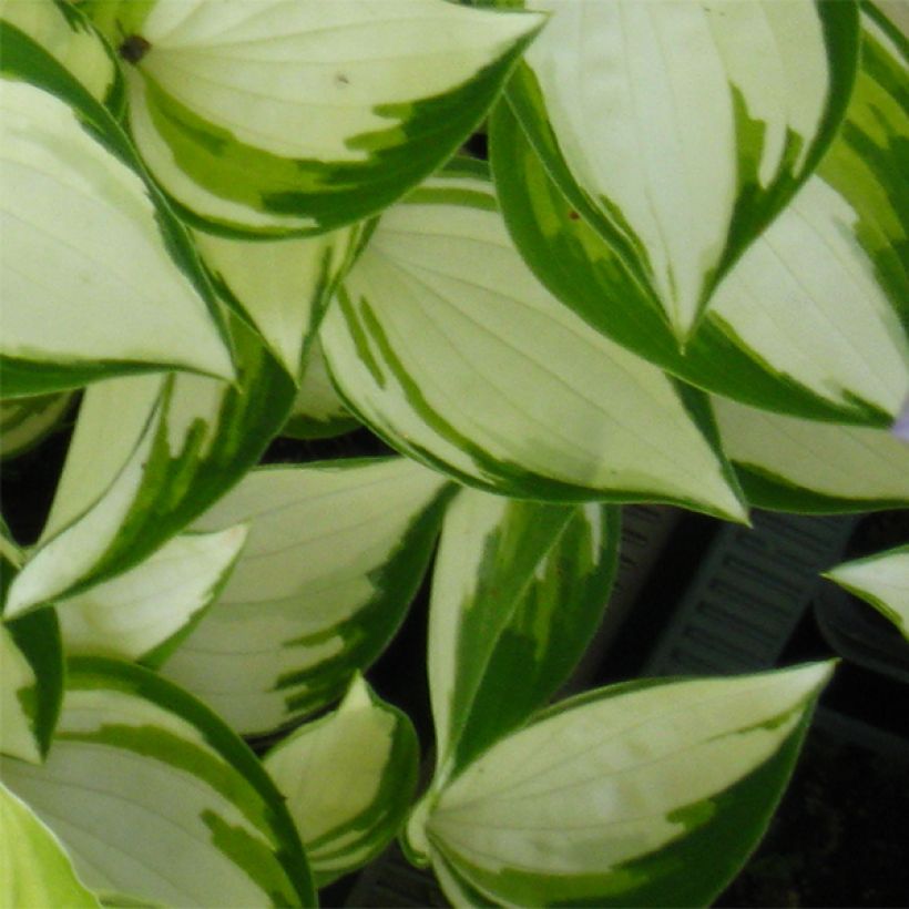 Hosta Warwick Delight (Follaje)