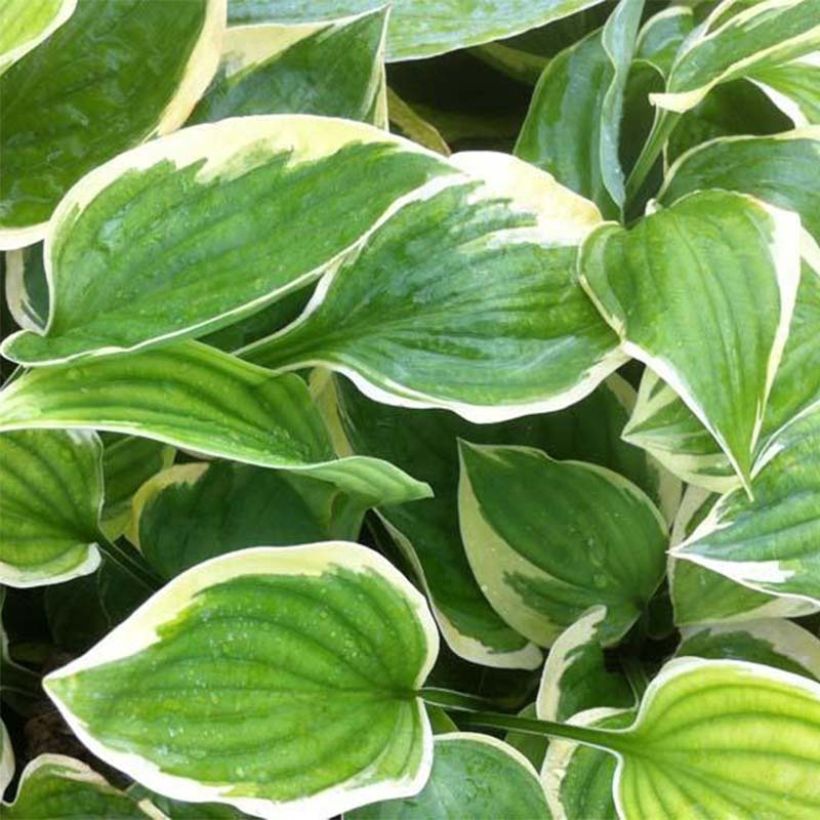 Hosta Warwick Edge (Follaje)