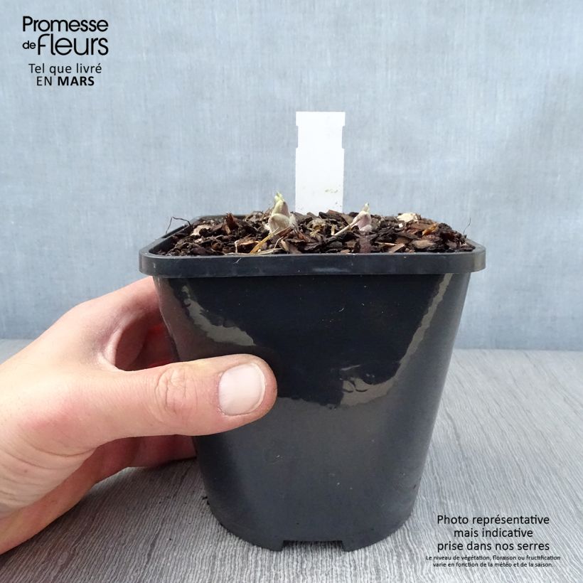 Hosta Wheee! Pot de 1,5L/2L Ejemplar entregado en la primavera