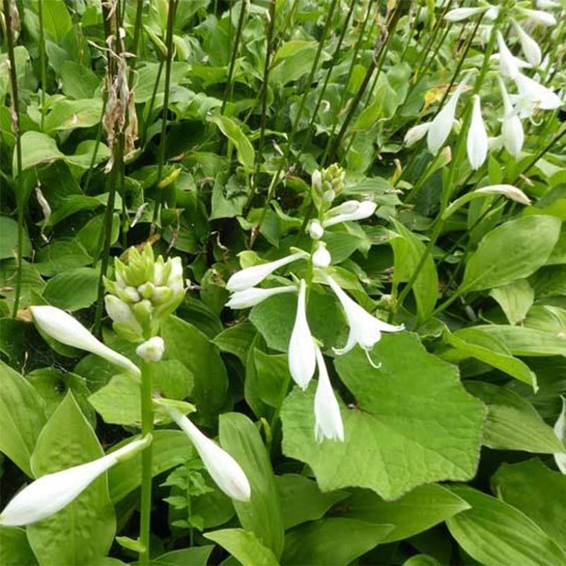 Hosta White Trumpets (Floración)