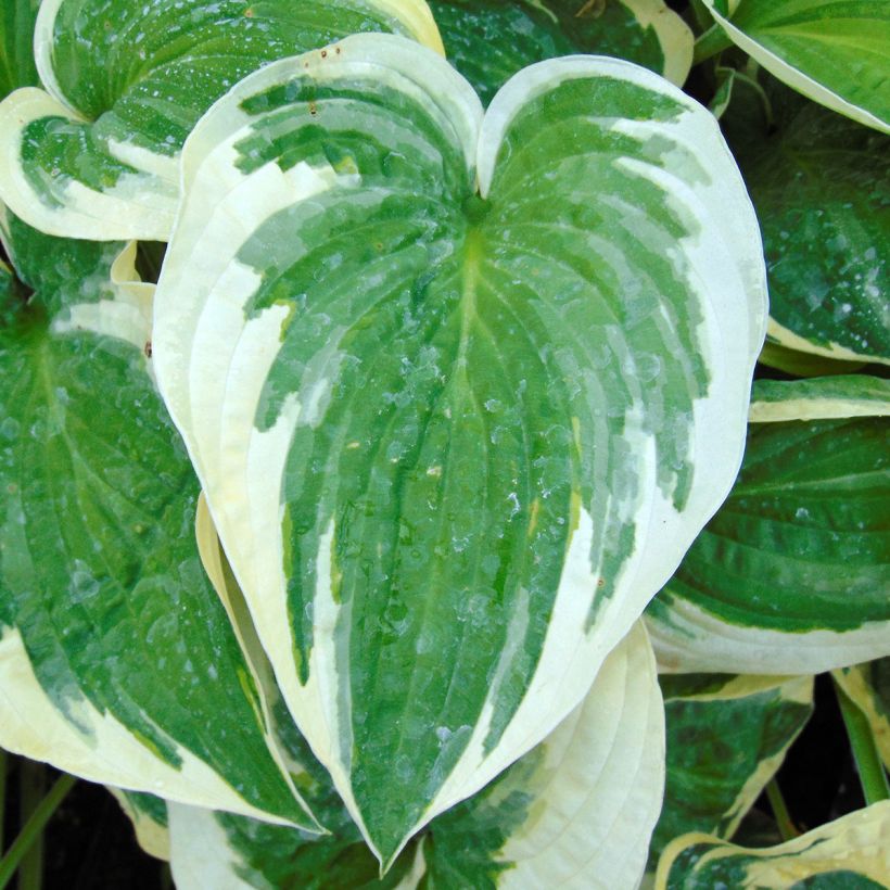 Hosta Wide Brim (Follaje)