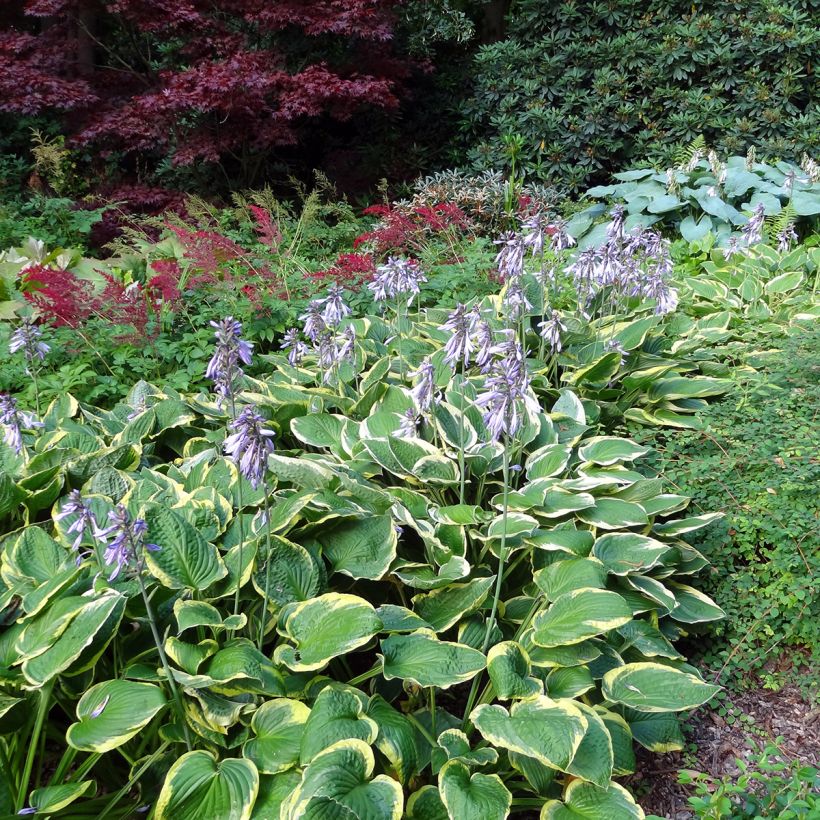 Hosta Wide Brim (Porte)