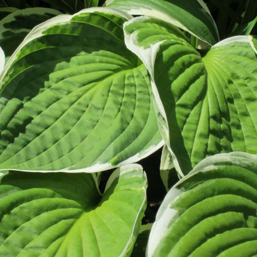 Hosta Winter Snow (Follaje)