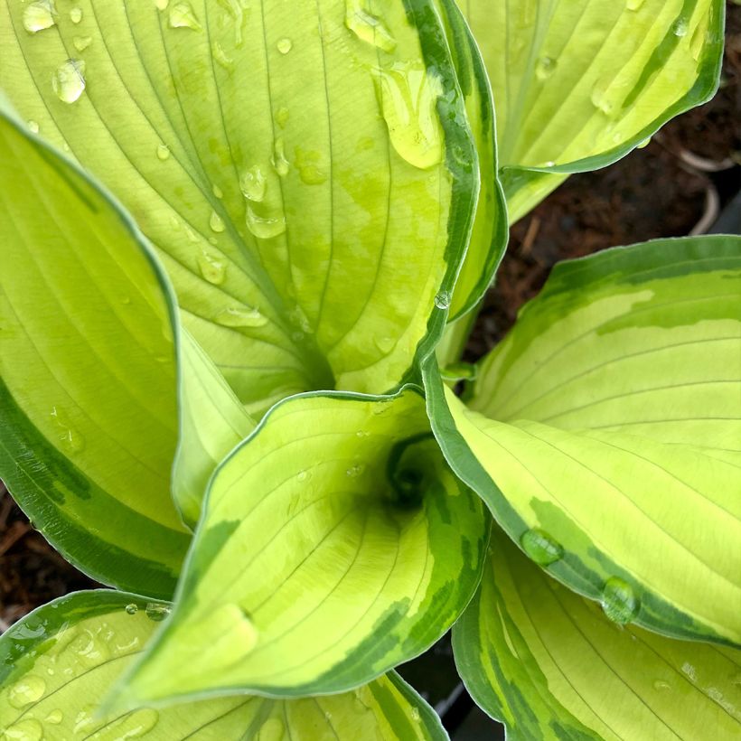 Hosta fortunei albopicta (Follaje)