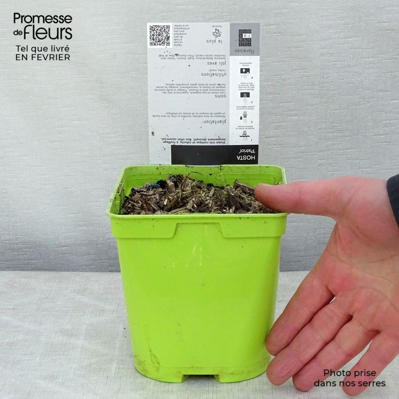 Hosta fortunei Patriot en pot de 2L/3L Ejemplar entregado en invierno