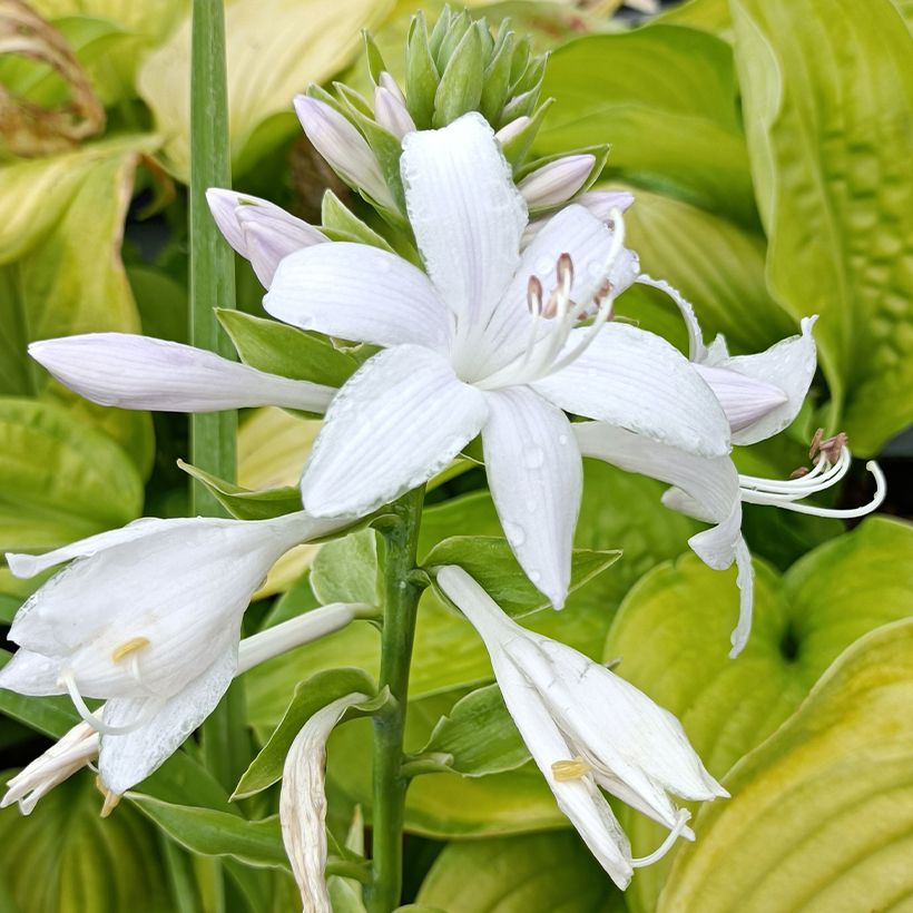 Hosta Guacamole (Floración)