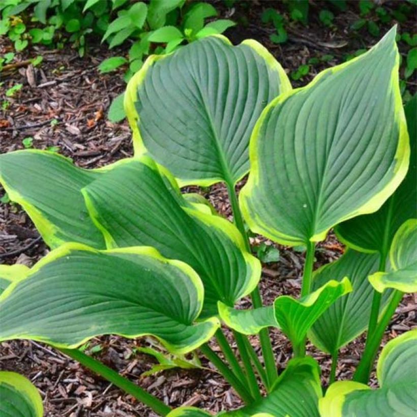 Hosta montana Yellow River (Follaje)