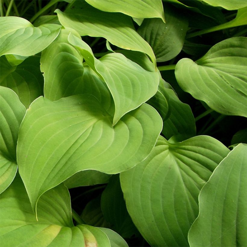 Hosta nakaiana (Follaje)