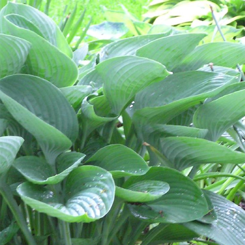 Hosta nigrescens (Follaje)