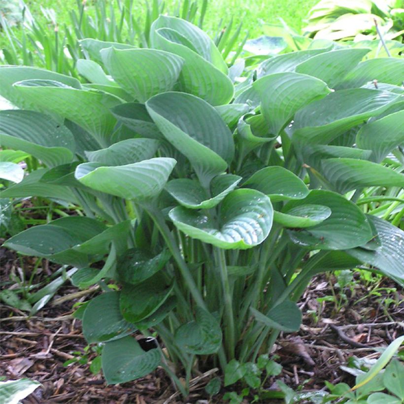 Hosta nigrescens (Porte)