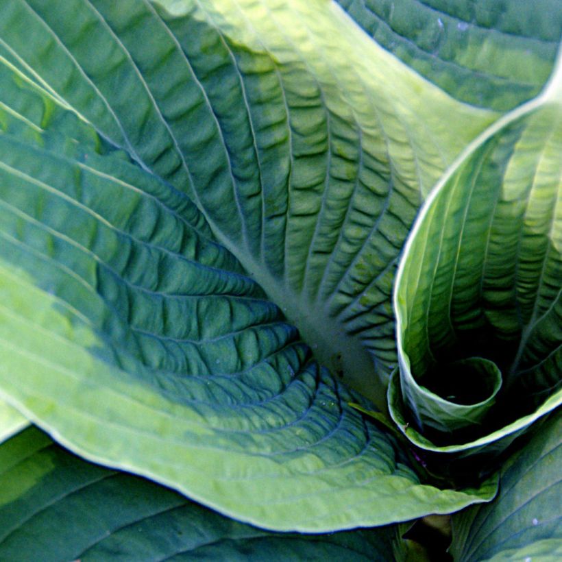 Hosta sieboldiana Frances williams (Follaje)