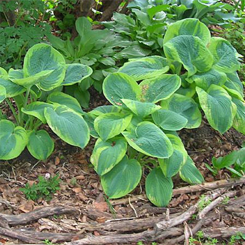 Hosta sieboldiana Frances williams (Porte)