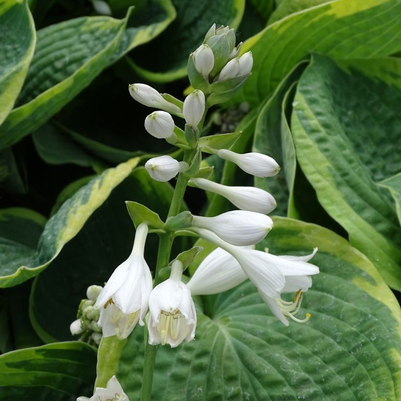 Hosta sieboldiana Frances williams (Floración)