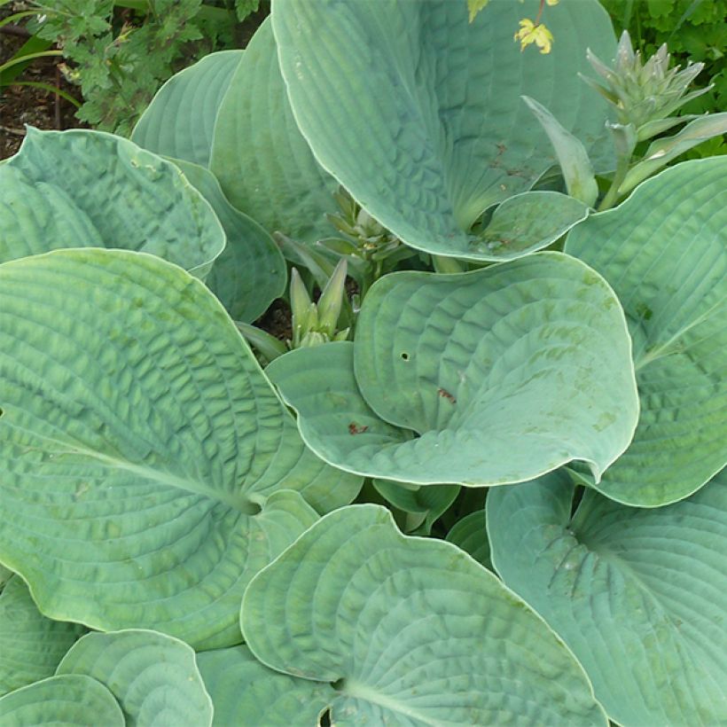 Hosta sieboldiana elegans (Follaje)