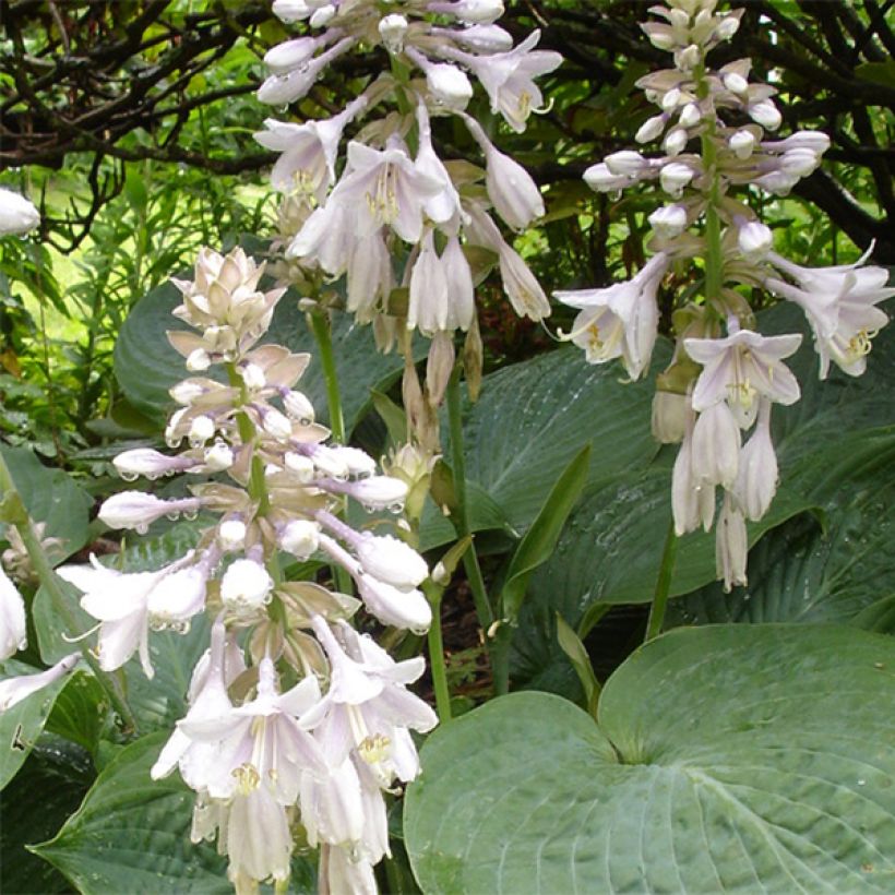 Hosta sieboldiana elegans (Floración)