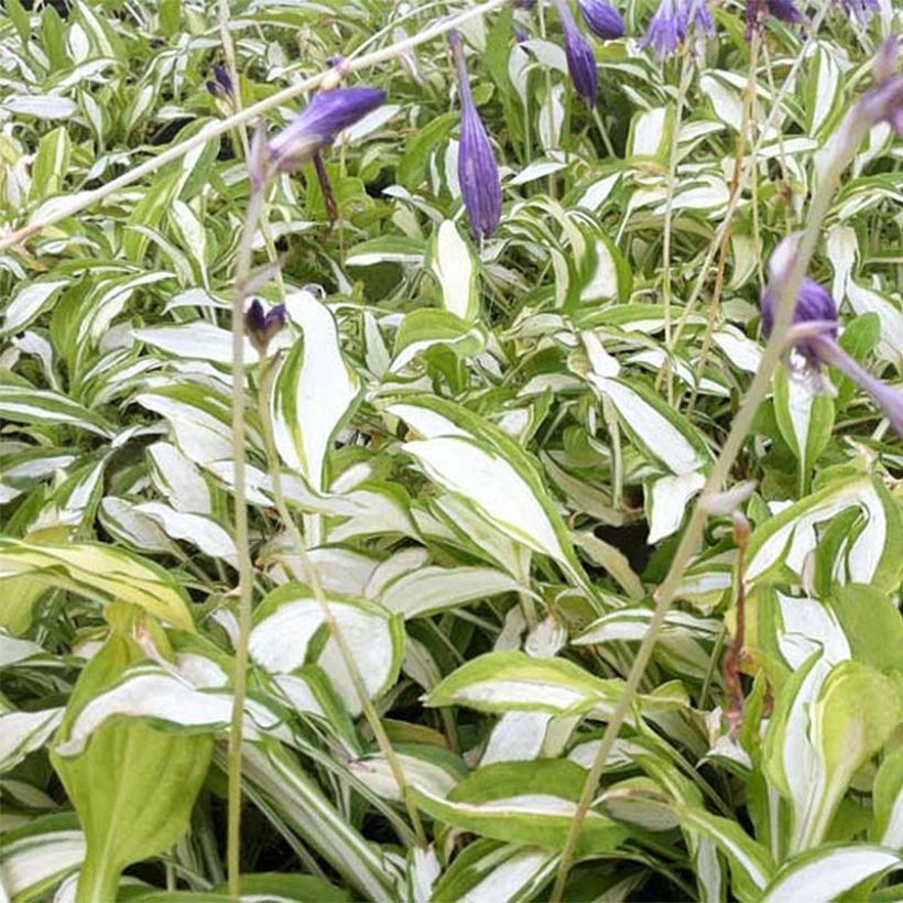 Hosta sieboldii Silver Kabitan (Follaje)