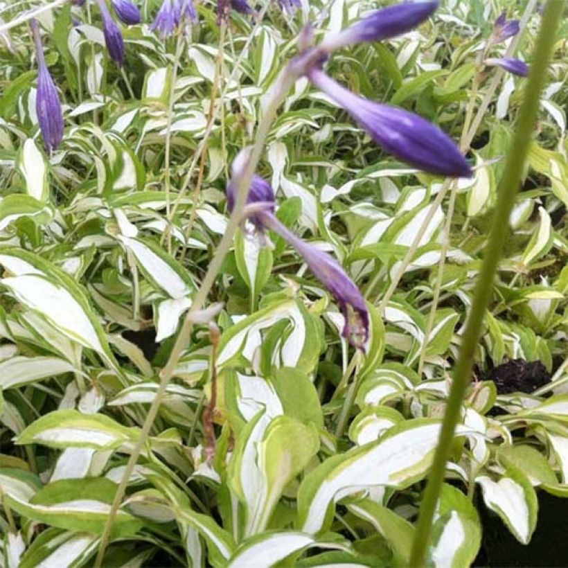 Hosta sieboldii Silver Kabitan (Floración)