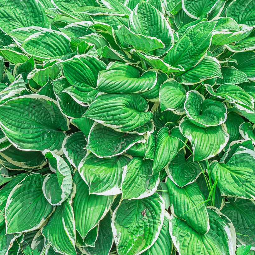 Hosta sieboldii var. alba (Follaje)